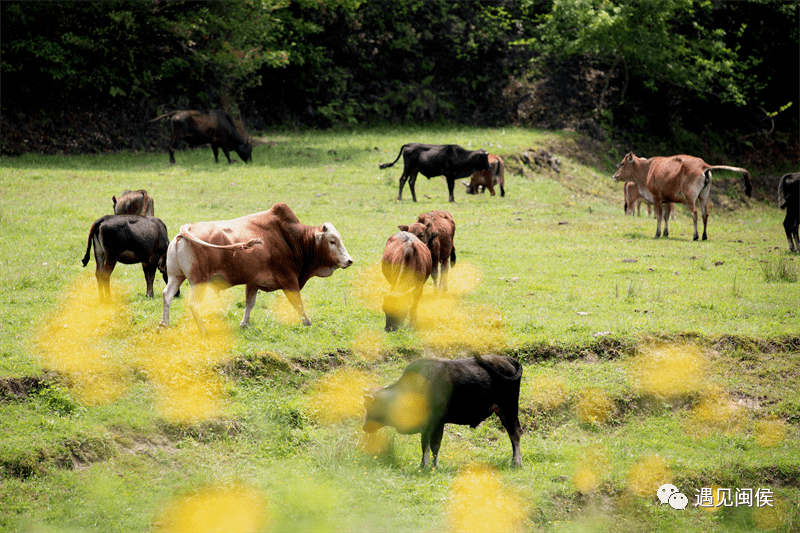 四不像圖王中王平知一肖——深度解析與探索，四不像圖王中王平知一肖，深度剖析與探索
