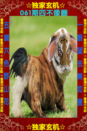 四不像一肖中特王中王——揭秘生肖奧秘與獨特魅力,揭秘生肖奧秘與獨特魅力,四不像一肖中特王中王揭秘揭曉!