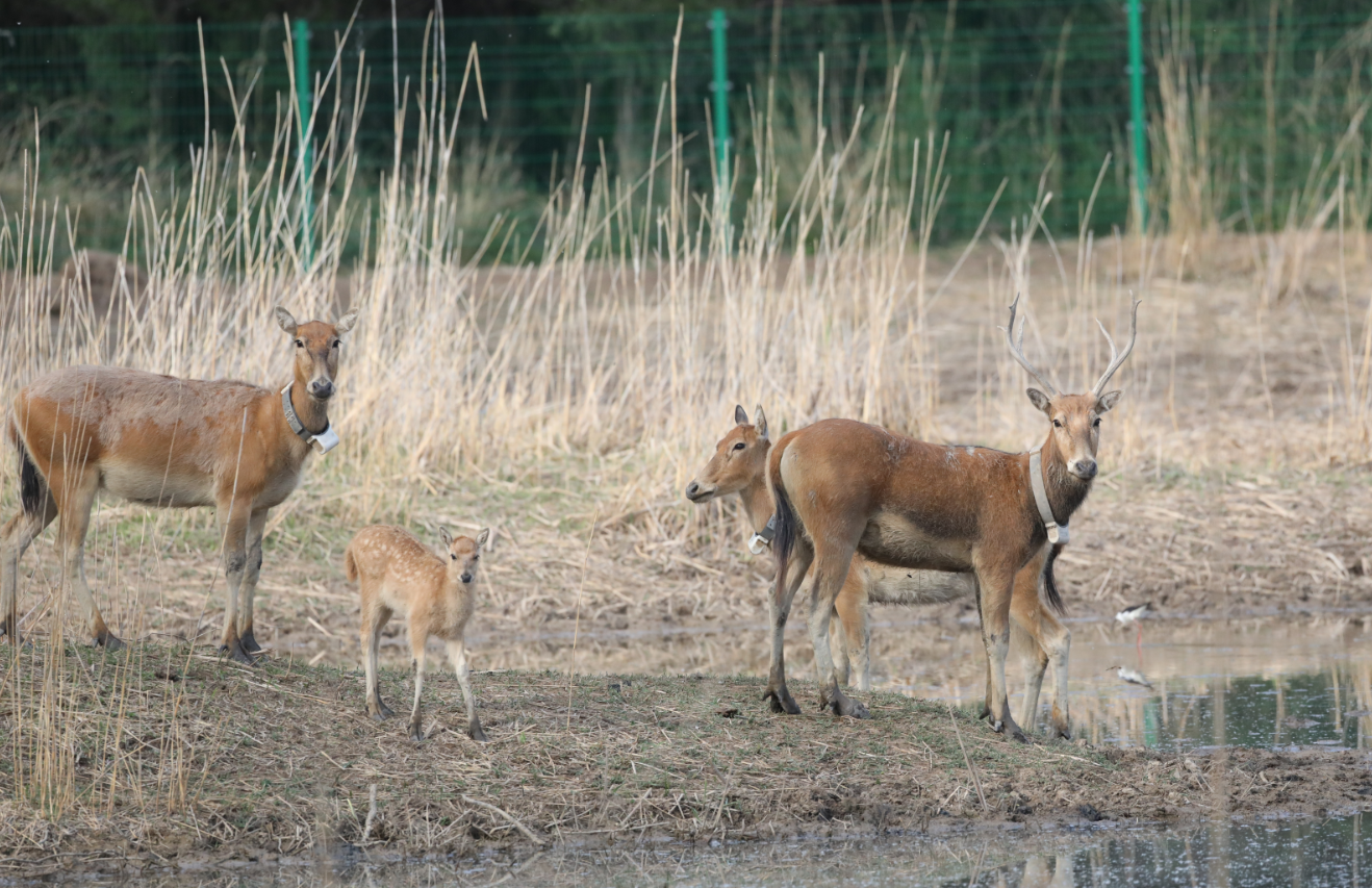 家婆王中王一肖四不像,深度解讀與SEO優化策略,家婆王中王一肖四不像,深度解析與SEO優化攻略