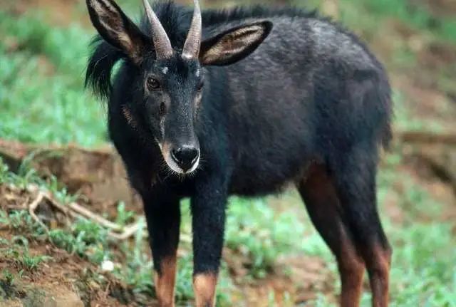 家婆王中王一肖四不像,深度解讀與SEO優化策略,家婆王中王一肖四不像,深度解析與SEO優化攻略