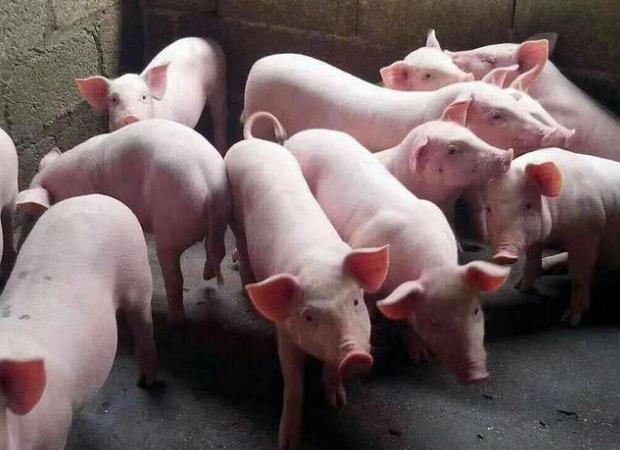 腹瀉拉稀水是什么原因,全面解析常見原因與應對之策,腹瀉拉稀水的原因及應對之策全面解析