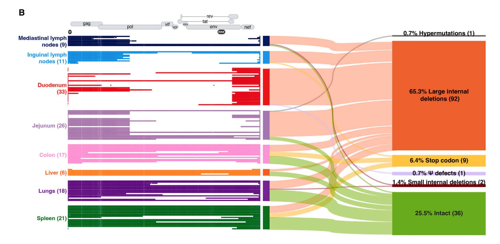 HIV最新研究進(jìn)展,科學(xué)突破與未來展望,HIV研究新進(jìn)展,科學(xué)突破與未來展望