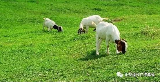 澳門出羊下期必開一肖，揭秘生肖彩票的奧秘與策略，揭秘生肖彩票奧秘，澳門出羊后必開一肖策略探討