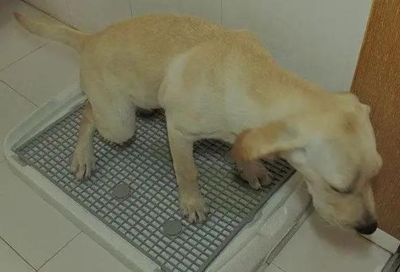 尿路感染緩解的小妙招,尿路感染緩解的小妙招分享