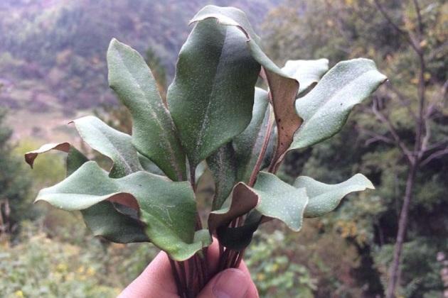 鐵皮石斛泡水喝的功效,揭示其潛在的健康益處,鐵皮石斛泡水喝的健康益處,探索其潛在功效與益處