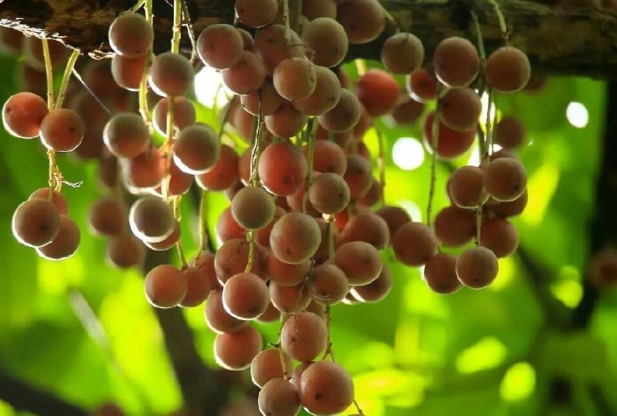 澳門水果爺爺正版,探尋最地道的水果文化與購物指南,澳門水果爺爺正版,地道水果文化與購物指南探索