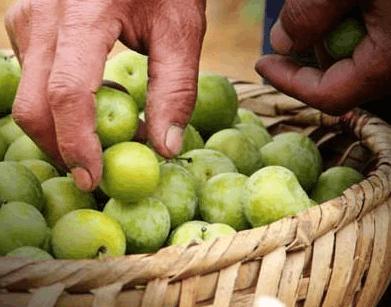 澳門水果爺爺正版,探尋最地道的水果文化與購物指南,澳門水果爺爺正版,地道水果文化與購物指南探索