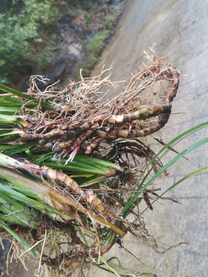石菖蒲圖片，探尋自然之美與藥用價值，石菖蒲，自然之美與藥用價值的探尋圖片欣賞