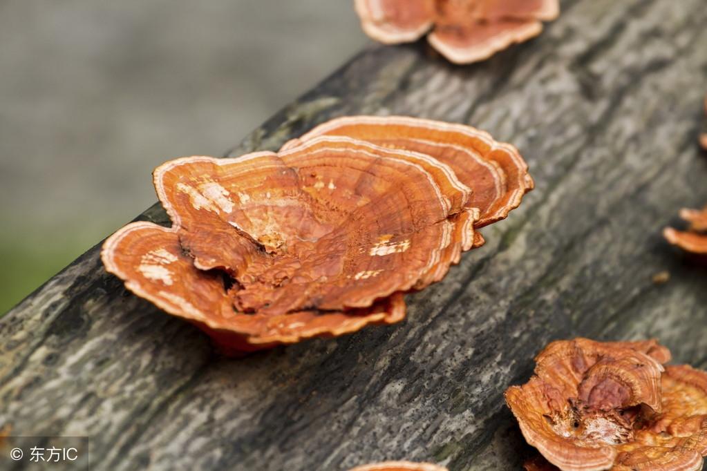 袍子粉的功效與作用,深入了解傳統(tǒng)中藥材的魅力,袍子粉的功效與作用,揭示傳統(tǒng)中藥材的奧秘與魅力