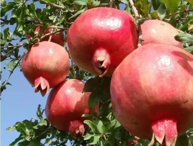 白頭發最怕三種水果,讓你遠離白發危機,白發的克星,三種水果助你遠離白發危機