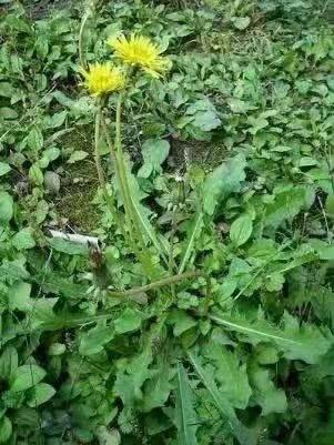 鄭州周邊免費一日游,探索城市周邊的驚喜之旅,鄭州周邊免費一日游,揭秘城市周邊的驚喜之旅