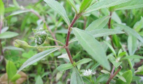 旱蓮草，神奇的功效與作用，旱蓮草的神奇功效與作用