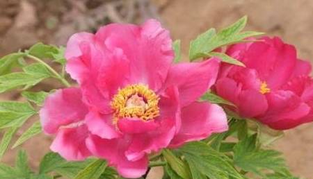 王中王生活幽默解一生肖——笑談生肖樂趣與人生百態(tài),笑談生肖樂趣與人生百態(tài),王中王生活幽默解讀生肖