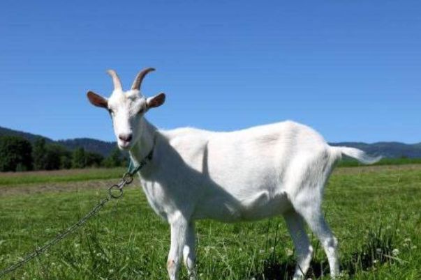 今晚澳門開三肖兔羊蛇，探索生肖運勢與風水預測的魅力，生肖運勢與風水預測探索，兔羊蛇今晚在澳門展現魅力