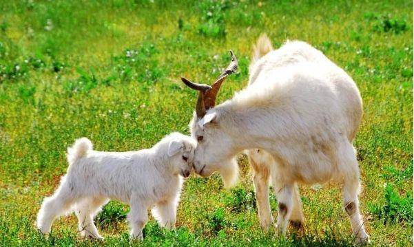 今晚澳門開三肖兔羊蛇,探索生肖運勢與風水預測的魅力,生肖運勢與風水預測探索,兔羊蛇今晚在澳門展現魅力