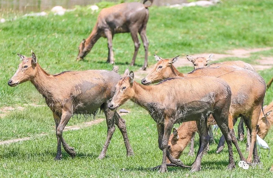 家婆王中王一肖四不像，深度解讀與SEO策略探討，家婆王中王一肖四不像，深度解讀與SEO策略探討指南