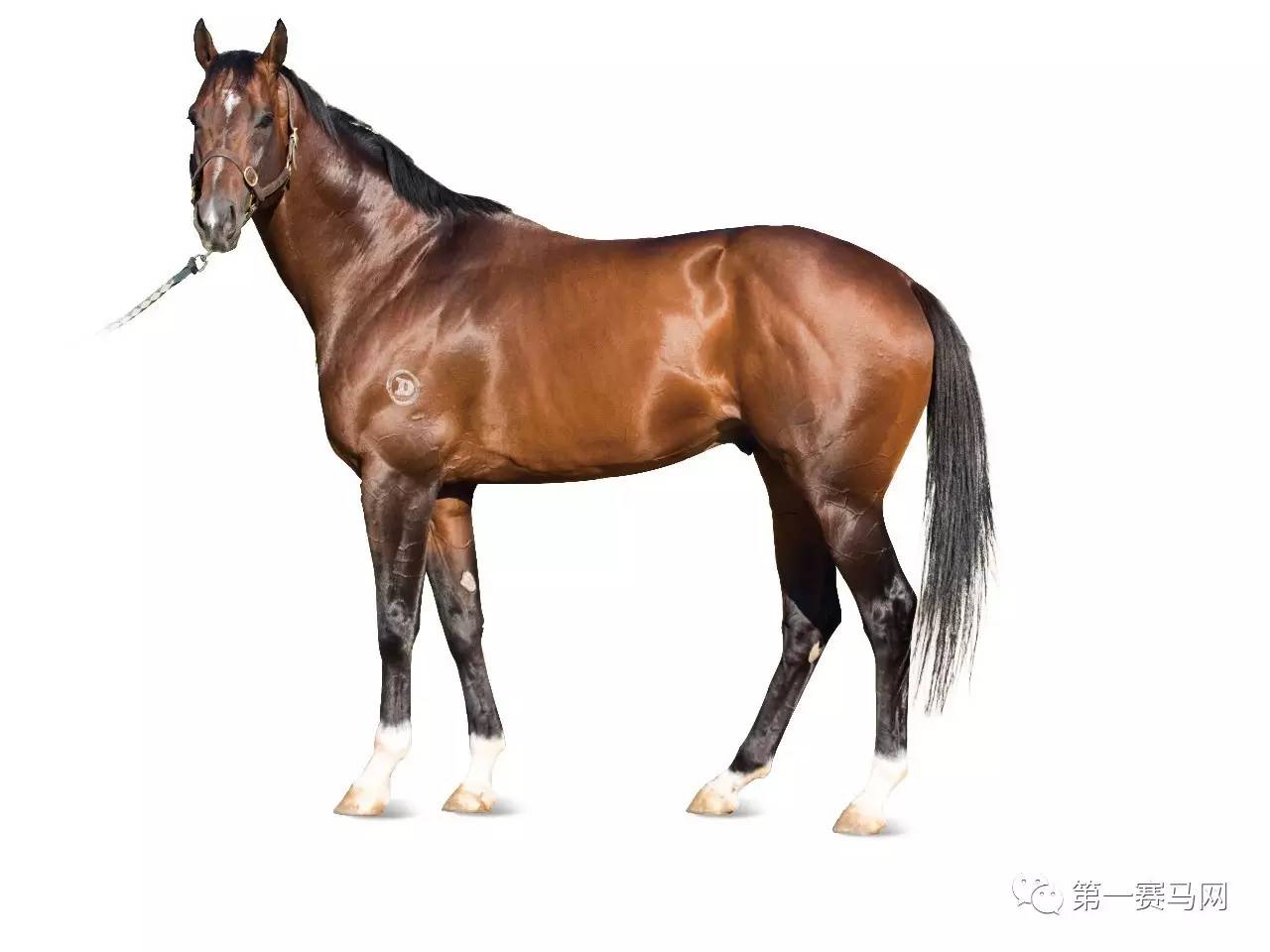 王中王資料一肖中馬，深度解析與SEO優化策略，王中王資料一肖中馬深度解析與SEO優化策略探討