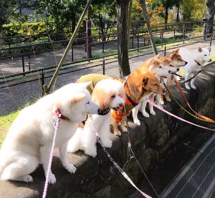 澳門一碼一肖一待一中四不像——揭開神秘面紗下的真相,澳門神秘事件揭秘,一碼一肖一待一中四不像真相探索