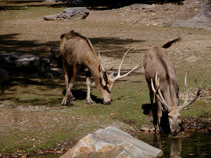 四不像,澳門獨特魅力的探索與解析,澳門獨特魅力的探索與解析,四不像的魅力之旅