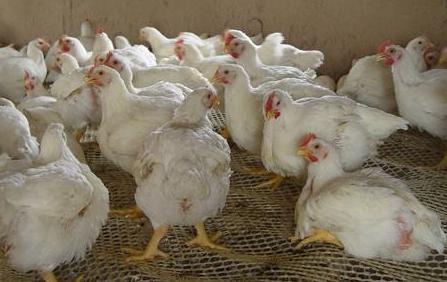 關于股票代碼002299的深入解析與前景展望，股票代碼002299深度解析與未來前景展望