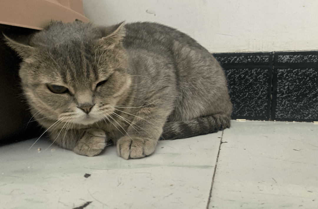 澳門一碼一肖一待一中四不像，探索與解析，澳門一碼一肖一待一中四不像，深度解析與探索