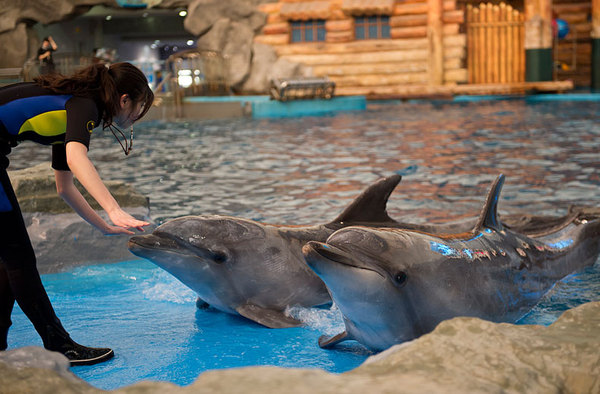 大連老虎灘海洋公園圖片展示與旅游攻略,大連老虎灘海洋公園圖片大全及詳細(xì)旅游攻略
