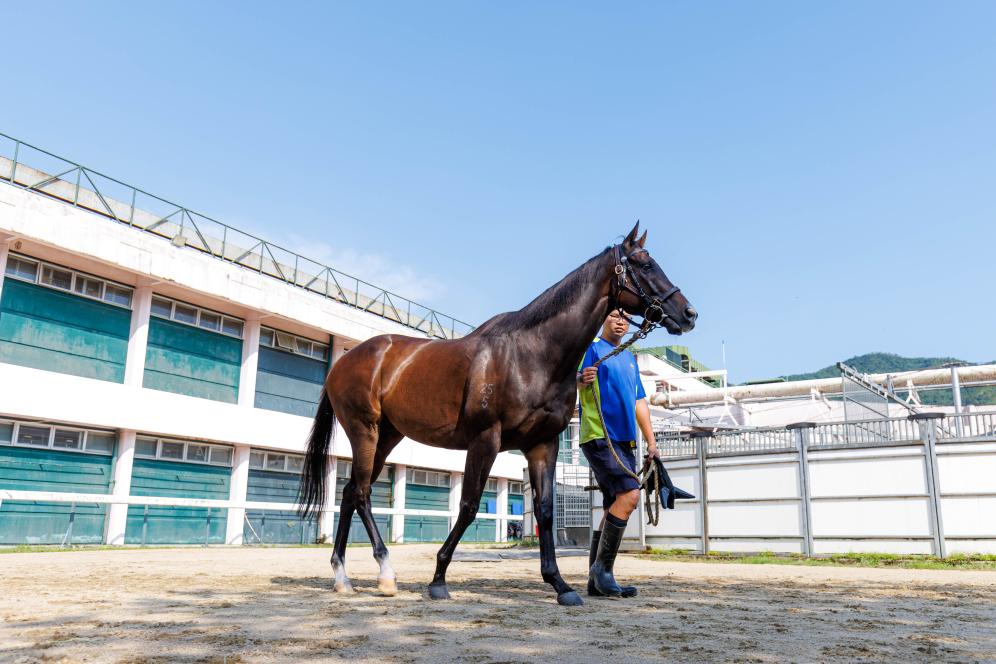香港賽馬，77777與88888的激情碰撞，香港賽馬盛宴，激情碰撞的77777與88888對(duì)決