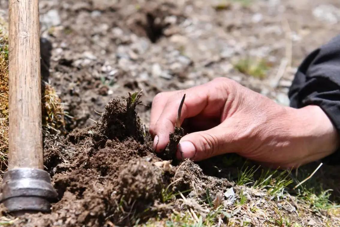 關(guān)于成人一天吃幾根蟲草的探討，關(guān)于成人一天蟲草食用量的探討