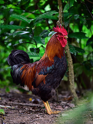 澳門新資料雞號預測與探索,走進未來的2025展望,澳門新資料雞號預測與探索,展望未來的2025藍圖