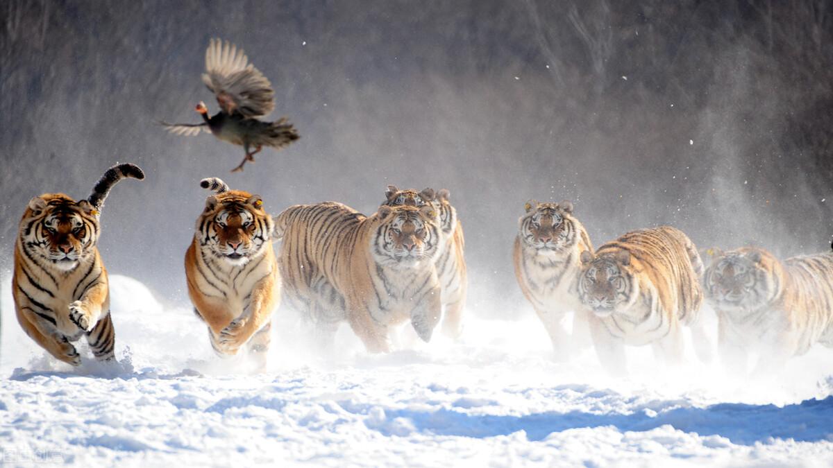 虎頭王中王打一生肖——探尋背后的神秘符號，虎頭王中王背后的神秘生肖符號探秘