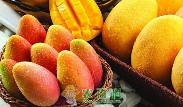 女人吃芒果的好處與壞處，深入了解芒果對女性健康的影響，女人吃芒果的利弊，深入了解芒果對女性健康的影響